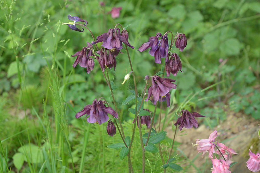Richiesta identificazione: Aquilegia sp.